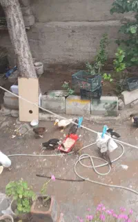 فروش اردک