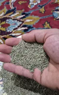 زیرسبز