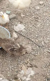 اردک جوان تخم گذار