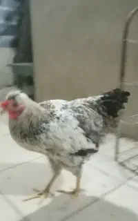 فروش خروس  محلی‌