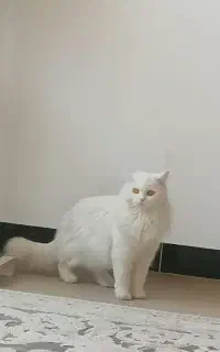 پیشی