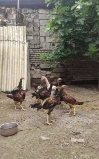جوجه لاری اصیل