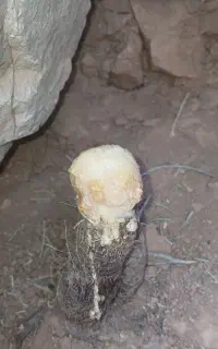آنغوزه شیرین یزد