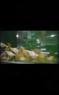 پن گوسی سفید و سیا