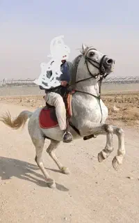 اسب کرد