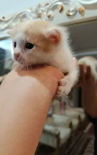 واگذاری گربه