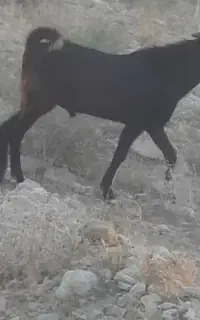 پازن
