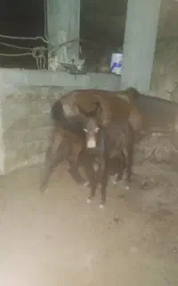 اسب مادیان جوان با کره قاطر قزل ماده