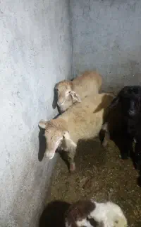 دوعدد بره سالم سرحال بدون مریضی