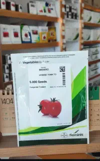 فروش بذر گوجه بدرو برویو