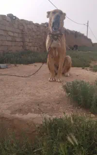 ماده سرابی