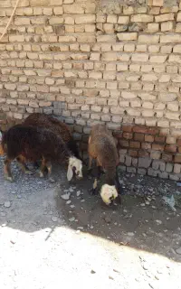 بره ماده افشاری مال یک