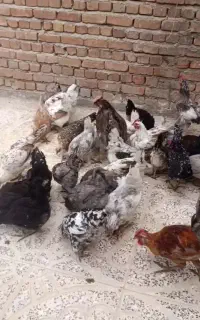 مرغ خروس گلین