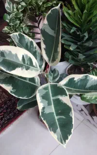 وسایل کلکسیونی و متنوع