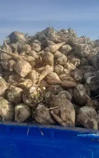 فروش چغندر قند14هزار