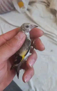 ۵تا جوجه سهره آس دونه۳ تومن