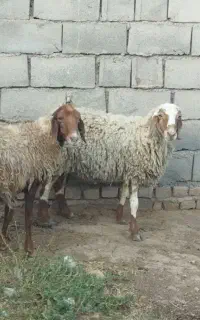 دوراس میش خوشکل آبستن دوماه دندان میانه۹۰کیلووزن