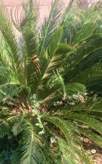 دو عدد سیکاس ۶ ساله و ۳ ساله