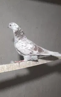 تهرانی ماده