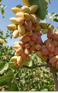 پسته احمد آقایی فروش زیر ۱۰کیلو نداریم