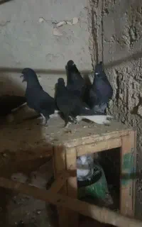 کبوتردمسفید