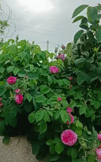 فروش گل محمدی اصل غنچه و گل پر سایه خشک