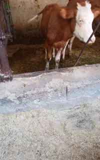 گوساله ماده