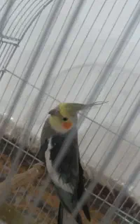 عروس هلندی نر