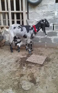 .  پاکستانی  کهره دار