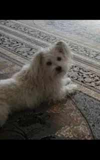 گمشده