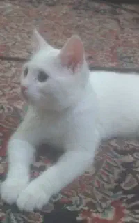 گربه پرشین اصل