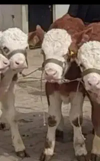 زیباترین خوشگل ترین نژاد