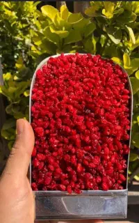 زرشک پفکی درجه ۱
