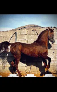 اسب