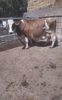 گاو