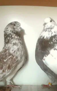 کبوتر با اصالت، شمرونی، تضمینی