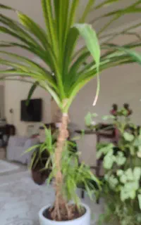 گل عنکبوتی بزرگ با گلدان زیبا