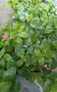 گل زیبای نازیخی