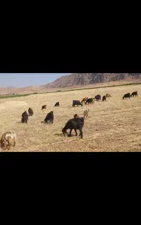 حیوان