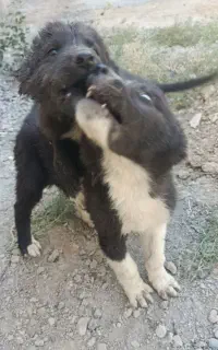 توله سگ دوماهه نر و ماده