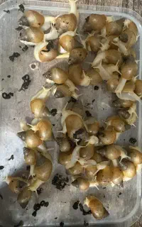 جوجه حلزون اچاتینا آلبینو