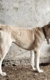 سگ خانگی