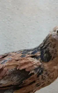 جوجه برهما ، لاری ، مرغ سیاه