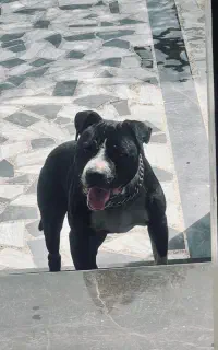 پیتبول نر ۱ ساله