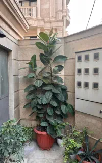 گل فیکوس