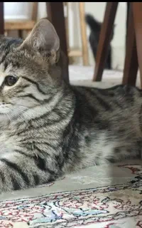 واگذاری بچه گربه