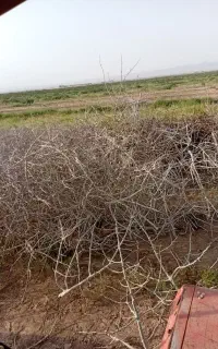 چوب درخت پسته
