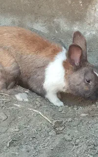 خرگوش نژاد صحرایی است خوبه