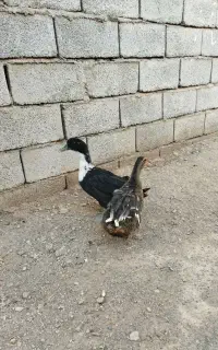 دو عدد اردک