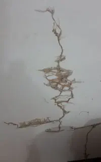 سمپاشی موریانه/ساس تضمینی